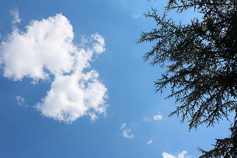 sky, blue, clouds, summer, warm, tree, nature, nice weather, white, outdoors, backgrounds, weather, day, season, cloud - sky, low angle view, beauty in nature, tranquility, no people, scenics - nature, plant, sunlight, idyllic, tranquil scene, white color, environment, meteorology, directly below, 5K, CC0, public domain, royalty free