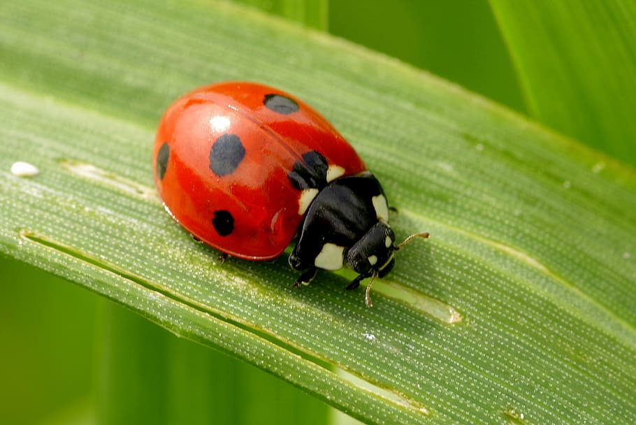 tæt på, fotografering, mariehøne, grøn, blad, insekt, rød, prikker, sort, græs, billebenet, orm, natur, bille, grøn farve, plante, makro, sommer, miljø, fik øje på, dyr, dyre temaer, dyreliv, hvirvelløse, dyr i naturen, plante del, et dyr, ingen mennesker, udendørs, fokus på forgrunden, lille, 2K