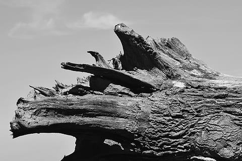radice, sradicato, radice dell'albero, ceppo, nero bianco, dire bugie, tronco d'albero sdraiato, vecchio albero, folto tronco d'albero, natura, frammento di albero, tirato fuori, irritato, albero, cielo, nessuno, giorno, Inquadratura dal basso, roccia, Driftwood, strutturato, all'aperto, formazione rocciosa, roccia - oggetto, pianta morta, legna, legno - materiale, ruvido, solido, avvicinamento, la tranquillità, pianta, abbaiare, formazione, 5K, CC0, dominio pubblico, privo di copyright