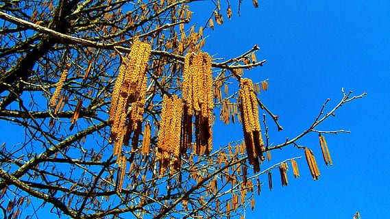 Hasel, Frühling, Natur, Blau, Himmel, Flachwinkelansicht, klarer Himmel, keine Leute, Pflanze, Baum, Tag, Ast, draußen, die Architektur, Wachstum, Sonnenlicht, gebaute Struktur, sonnig, kahler Baum, Blume, Religion, Schönheit in der Natur, 2K, CC0, gemeinfrei, lizenzfrei
