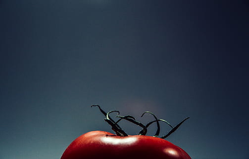 tomato, food and drink, food, fruit, healthy eating, wellbeing, vegetable, red, indoors, studio shot, freshness, human hand, copy space, close-up, hand, human body part, single object, organic, people, black background, ripe, blue background, 5K, CC0, public domain, royalty free