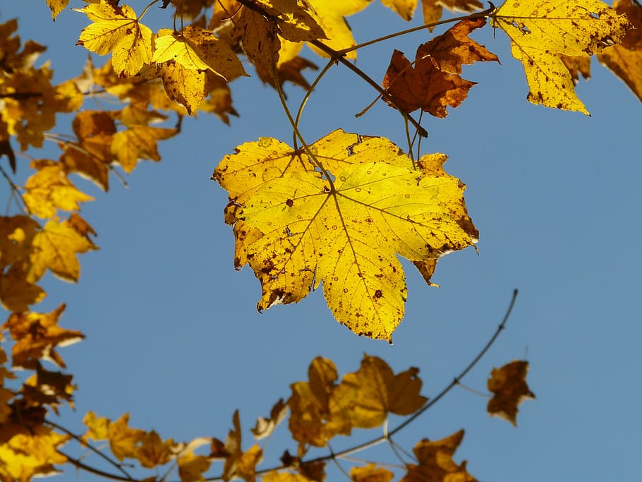 Arce de muntanya, acer pseudoplatanus, maple, acer, arbre caducifoli, tardor daurat, octubre daurat, tardor, octubre, bosc, fulles, daurat, brillant, sol, llum de fons, colorit, color, arbre, branca, bosc de tardor, fullatge de tardor, full, canvi, fulla d'auró, arbre d'auró, naturalesa, part de la planta, bellesa a la natura, planta, dia, centrar-se en primer pla, groc, cap gent, primer pla, vista d’angle baix, cel, creixement, vena de la fulla, a l'aire lliure, col·lecció de tardor, condició natural, caure, 2K