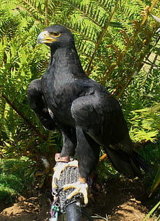ocell, presa, àguila, negre, captiu, vida salvatge, ploma, raptor, bec, falcó, caçador, cap, símbol, americà, dom, medi ambient, en perill d’extinció, unguiles, temes d'animals, vertebrats, animal, fauna animal, planta, posat, animals a la natura, un animal, arbre, dia, naturalesa, cap gent, rapinyaire, color negre, a l'aire lliure, branca, terra, llum solar, color verd, 1080P, CC0, domini públic, lliure de regalies