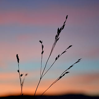 Korn, Himmel, Sonnenuntergang, Natur, Vogel, Pflanze, Schönheit in der Natur, keine Leute, Ruhe, Silhouette, Wachstum, Szenen - Natur, ruhige Szene, Fokus auf den Vordergrund, orange Farbe, draußen, Nahansicht, Nicht-städtische Szene, Pflanzenstamm, Land, Landschaft, wolke - himmel, tote Pflanze, 2K, CC0, gemeinfrei, lizenzfrei