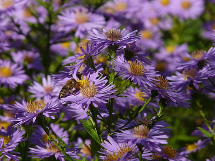glat, blad, aster, glat blad aster, herbstaster, blomst, flor, blomster, prydplante, lilla, violet, flora, farverig, farve, bi, vækst, skrøbelighed, natur, plante, blomstrende plante, friskhed, sårbarhed, skønhed i naturen, dyre temaer, kronblad, tæt på, hvirvelløse, dyr, dyr i naturen, blomsterhoved, et dyr, insekt, dyreliv, bestøvning, ingen mennesker, pollen, 2K, CC0, offentligt domæne, royaltyfrie