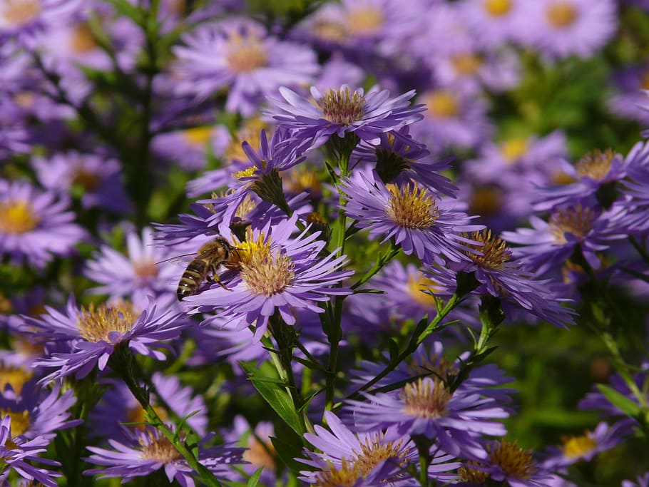 llis, full, aster, aster de fulla llisa, herbstaster, flor, florir, flors, planta ornamental, porpra, violeta, flora, colorit, color, abella, creixement, fragilitat, naturalesa, planta, planta amb flors, frescor, vulnerabilitat, bellesa a la natura, temes d'animals, pètal, primer pla, invertebrat, animal, animals a la natura, cap de flor, un animal, insecte, fauna animal, polinització, cap gent, pol·len, 2K