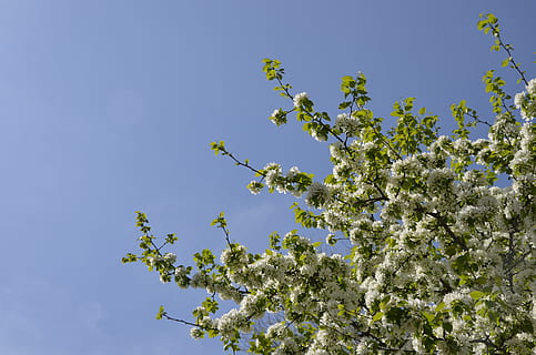 Tree, Bloom, Flowers, Spring, Nature, branch, leaves, flowering trees, green, beautiful, outdoors, trees, flowering tree, living nature, garden, may, white, apple tree, sky, blue, plant, leaf, day, summer, springtime, green Color, clear Sky, no People, season, growth, fragility, freshness, beauty in nature, low angle view, flower, flowering plant, vulnerability, blossom, white color, 4K, CC0, public domain, royalty free