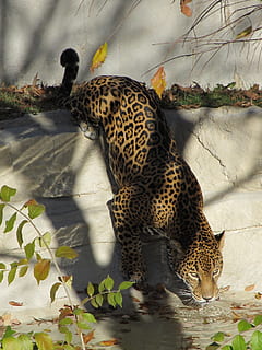 jaguar, kucing besar, karnivor, minum, licik, potret, bulu, pemburu, mamalia, predator, tutul, margasatwa, alam, panthera onca, lampiran, kebun binatang, bintik-bintik, macan tutul, hewan, satu binatang, berburu binatang, satwa liar hewan, tema binatang, binatang di alam liar, kucing, bertulang belakang, tidak ada orang, hari, tanda binatang, binatang di penangkaran, karnivora, hewan peliharaan, di luar rumah, 1080P, CC0, domain publik, bebas royalti