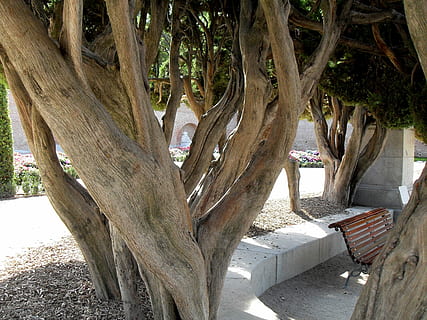 arbre, tribu, vell, parc, madrid, vell, parc, tronc de l'arbre, dia, cap gent, a l'aire lliure, naturalesa, planta, tronc, creixement, llum solar, parc - l'home va fer espai, branca, material de fusta, seient, terra, tranquil·litat, arquitectura, taula, ombra, 2K, CC0, domini públic, lliure de regalies