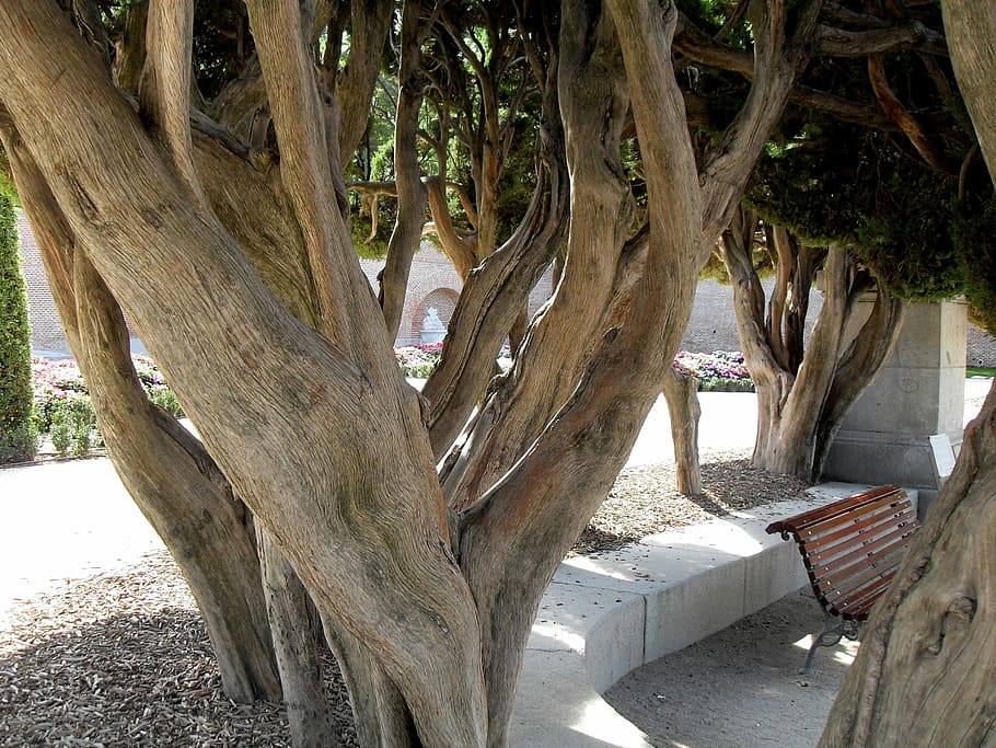 træ, stamme, gamle, park, madrid, gammel, parkere, træstamme, dag, ingen mennesker, udendørs, natur, plante, bagagerum, vækst, sollys, park - mand skabt plads, afdeling, træ - materiale, sæde, jord, ro, arkitektur, bord, skygge, 2K