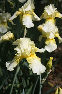 iiris, valkoinen, keltainen, kevät, kukka, fokus, parrakas, luonto, kasvi, terälehti, kukka pää, alttius, hauraus, kauneus luonnossa, kasvu, tuoreus, lähikuva, valkoinen väri, kukinto, keskittyä etualalle, päivä, ei ihmisiä, ulkona, kasvitiede, siitepöly, iiris - kasvi, 4K, CC0, public domain, rojaltivapaa