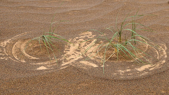 mongolia, desert, patró d'herba, estructura, terra, planta, naturalesa, cap gent, creixement, sorra, medi ambient, paisatge, vista d’angle alt, dia, a l'aire lliure, clima, clima àrid, tranquil·litat, arbre, herba, escenics - natura, camp, llum solar, 4K, CC0, domini públic, lliure de regalies