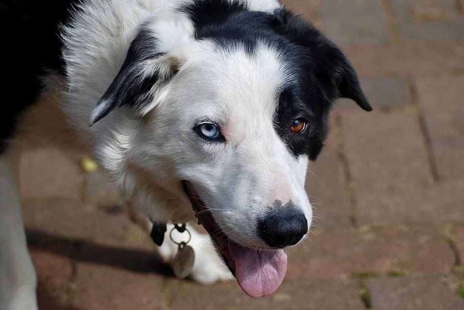 Rand, Collie, Hund, ein Tier, Eckzahn, Tierthemen, Tier, inländisch, Säugetier, Haustiere, Tierkörperteil, Nahansicht, Porträt, Zunge herausstrecken, keine Leute, Gesichtsausdruck, Fokus auf den Vordergrund, Tierkopf, suchen, Wirbeltier, Wegschauen, Border Collie, Tierzunge, Mund offen, Tiermund, Whisker, Tierauge, Schnauze, tierische Nase, 1080P