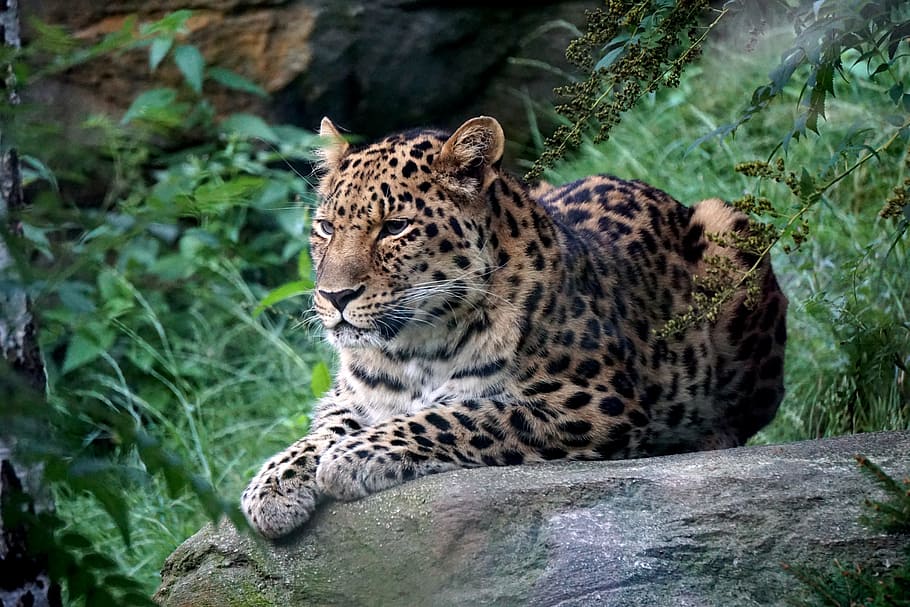 lleopard, descans, gris, rock, zoo, Leipzig, depredador, pell, gat gran, un animal, tacat, animals a la natura, dia, fauna animal, temes d'animals, a l'aire lliure, animals de safari, estirat, felí, animal, mamífer, gat, cap gent, naturalesa, vertebrats, carnivora, arbre, relaxació, planta, marques d’animals, bigotis, 5K