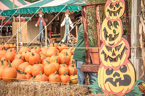 græskar, efterår, halloween, grøntsag, mad, kulturer, mad og drikke, dag, marked, Kunst og håndværk, ingen mennesker, fest, detail, repræsentation, stor gruppe af objekter, håndværk, markedsbod, orange farve, dekoration, kreativitet, hø, udendørs, 5K, CC0, offentligt domæne, royaltyfrie