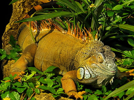 brown, iguana, grasses, close, reptile, lizard, scaly, dragon, scale, animal themes, animal wildlife, animals in the wild, one animal, animal, vertebrate, green color, nature, plant part, leaf, plant, no people, close-up, day, tree, outdoors, animal body part, animal scale, 4K, CC0, public domain, royalty free