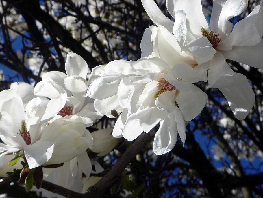 Zier, Baum, Weiß, Frühling, Schönheit, Zierpflanzen, Baum, Frühling, Schönheit, Blumen, Blume, weiße Farbe, blühen, Blütenblatt, Zerbrechlichkeit, blühende Pflanze, Pflanze, Verletzlichkeit, Schönheit in der Natur, Wachstum, Frische, Ast, Nahansicht, Blütenkopf, Blütenstand, Natur, Tag, keine Leute, Pollen, draußen, Kirschblüte, Kirschbaum, 1080P