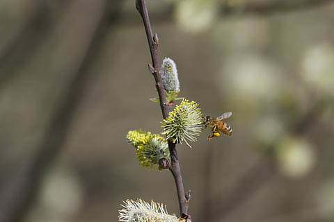 abeja, insecto, polen, cerrar, polinización, naturaleza, rama, planta, de cerca, árbol, centrarse en primer plano, flor, un animal, animales en la naturaleza, invertebrado, temas de animales, animal, fauna animal, día, nadie, crecimiento, fragilidad, planta floreciendo, belleza en la naturaleza, vulnerabilidad, al aire libre, cabeza de flor, 4K, CC0, dominio público, libre de derechos