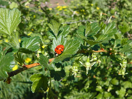 marihøne, blad, hage, bug, insekt, liten, oransje, natur, sommer, rød, anlegg, virvelløse, grønn farge, bille, dyre temaer, dyr, plante del, ett dyr, dyreliv, vekst, dyr i naturen, skjønnhet i naturen, dag, ingen folk, fokusere på forgrunnen, utendørs, 4K, CC0, offentlig domene, opphavsrett gratis