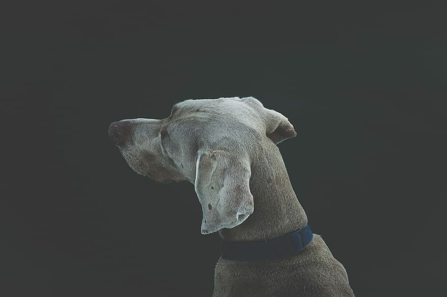 tan, short-overtrukne, mellemstørrelse, hund, kort, belagt, medium, dyr, kæledyr, pattedyr, sort baggrund, renraset hund, dyr hoved, husdyr, et dyr, dyr i naturen, dyre temaer, ingen mennesker, tæt på, studio skud, hunde, indendørs, indenlandske, portræt, kopiere plads, skåret ud, grå, hvirveldyr, weimaraner, 2K