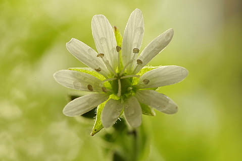 fiore, bianca, chiaro, minuscolo, verde, pianta, stami, macro, felce, prato, erba, natura, giardino, piccolo, crescita, bellezza nella natura, pianta fiorita, avvicinamento, fragilità, freschezza, vulnerabilità, colore verde, nessuno, concentrarsi sulle conoscenze acquisite, giorno, all'aperto, la tranquillità, bellezza, petalo, foglia, infiorescenza, testa di fiore, polline, luminosa, 4K, CC0, dominio pubblico, privo di copyright