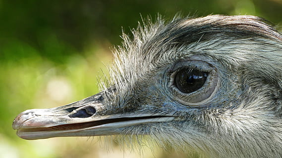 rhea fugl, Zoo, flyvende fugl, et dyr, dyr, dyre temaer, dyreliv, tæt på, fugl, dyr i naturen, hvirveldyr, dyr kropsdel, fokus på forgrunden, dyr hoved, næb, dag, ingen mennesker, natur, øje, dyr øje, leder, udendørs, struds, profilvisning, dyrehalsen, 5K, CC0, offentligt domæne, royaltyfrie