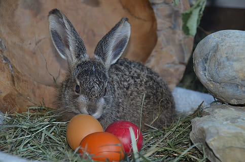 hare, påskeegg, vår, påske, egg, påskeharen, dyr, lang eared, gnager, pattedyr, ører, pels, god påske, kulturer, feiring, tradisjon, dyre temaer, kanin - dyr, mat, virveldyr, ingen folk, husdyr, natur, ferie, nærbilde, kjæledyr, mat og Drikke, innenlands, dyrefest, dyr hode, 4K, CC0, offentlig domene, opphavsrett gratis