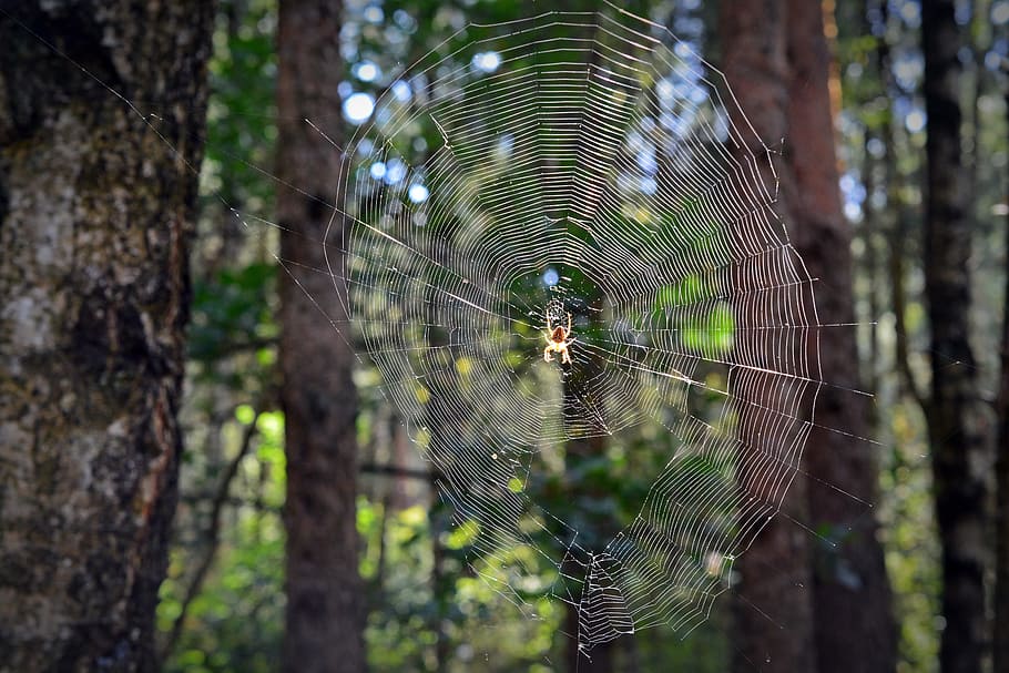 xarxa, aranya, teranyina, bosc, web orb, arachne, insecte, temes d'animals, animal, arbre, fragilitat, invertebrat, centrar-se en primer pla, planta, aràcnids, artròpode, primer pla, fauna animal, naturalesa, cap gent, vulnerabilitat, supervivència, bellesa a la natura, a l'aire lliure, animals a la natura, complexitat, web, 5K