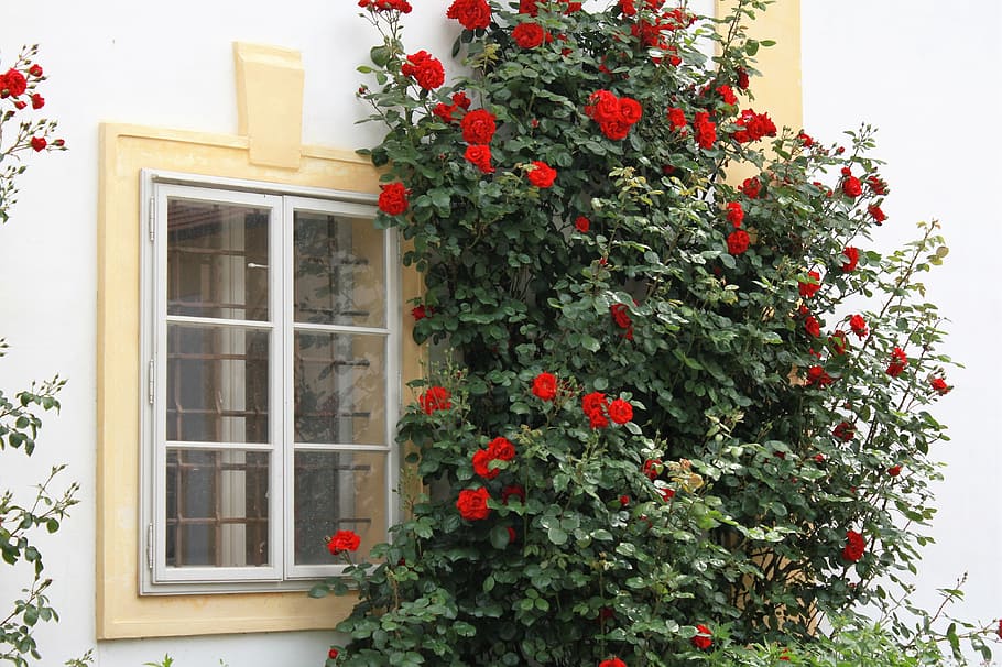 finestra, vista, roses enfiladisses, Nadal, arbre, arbre de Nadal, cultures, planta, exterior de l'edifici, arquitectura, estructura construïda, naturalesa, planta amb flors, flor, creixement, cap gent, edifici, dia, color verd, casa, a l'aire lliure, funció de construcció de parets, barri residencial, bellesa a la natura, frescor, marc de finestra, 4K