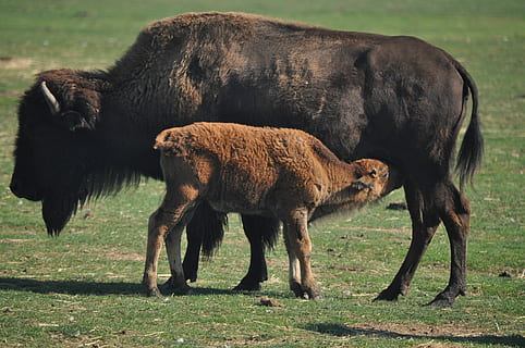 jovem, bisonte, bebida, animais marrons, temas animais, animal, mamífero, animais domésticos, campo, pecuária, vertebrado, grupo de animais, grama, terra, doméstico, natureza, pets, plantar, ninguém, dia, animais selvagens, de pé, agricultura, pastando, herbívoro, ao ar livre, família animal, 4K, CC0, domínio público, royalty free