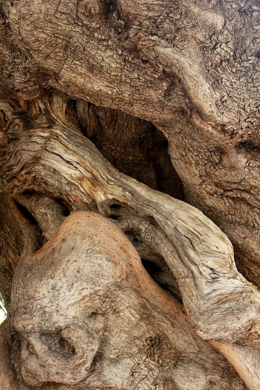arbre, olivera, tribu, nodrit, vell, naturalesa, arbre vell, oliveres, arrel d'oliva, registre, patró, fons, tronc de l'arbre, tronc, textura, marc complet, primer pla, aspre, planta, cap gent, marró, patró natural, geologia, material de fusta, dia, escorça de la planta, rock, a l'aire lliure, fusta, escorça, condició natural, erosionat, 5K