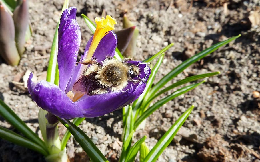 abella, safrà, nèctar, porpra, insecte, bumble, naturalesa, flor, animal, floral, jardí, planta amb flors, vulnerabilitat, frescor, fragilitat, pètal, planta, bellesa a la natura, creixement, cap de flor, inflorescència, primer pla, dia, cap gent, iris, centrar-se en primer pla, vista d’angle alt, camp, pol·len, 1080P