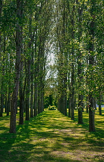 foderato, verde, alberi di foglie, giorno, alberi, Linee, albero, pianta, crescita, la strada davanti, direzione, sentiero, bellezza nella natura, natura, treelined, colore verde, la tranquillità, tronco d'albero, tronco, scena tranquilla, terra, di fila, prospettiva decrescente, luce del sole, ombra, nessuno, all'aperto, bosco, 5K, CC0, dominio pubblico, privo di copyright
