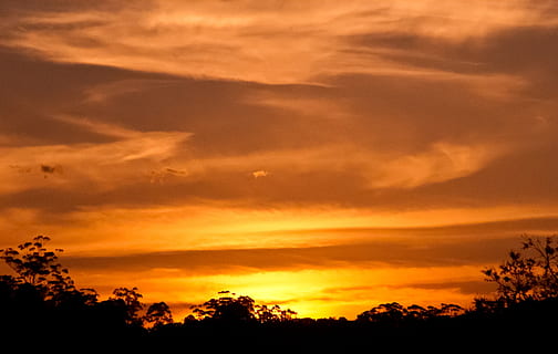 sunset, sky, clouds, orange, gold, glowing, australia, horizon, trees, peaceful, cloud - sky, beauty in nature, tranquility, scenics - nature, silhouette, tree, tranquil scene, orange color, plant, no people, nature, low angle view, idyllic, dramatic sky, outdoors, atmosphere, sunlight, environment, 2K, CC0, public domain, royalty free