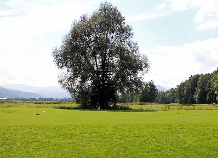 paesaggio, Chiemgau, albero, individualmente, prato, vista distante, lontano, natura, vista, montagne, panoramico, pianta, erba, colore verde, cielo, scena tranquilla, bellezza nella natura, ambiente, la tranquillità, terra, scenics - natura, nuvola - cielo, campo, giorno, scena non urbana, nessuno, crescita, golf, all'aperto, 4K