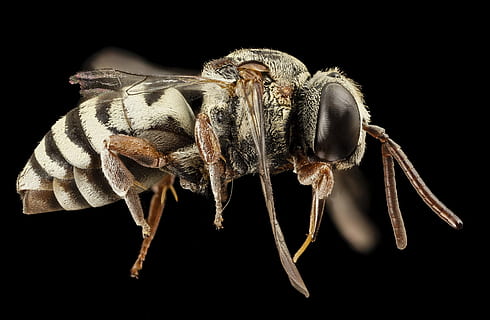 hvid, Brun, bi, makro objektiv fotografering, parasitære, makro, insekt, tæt på, epeolus zonatus, dyreliv, natur, monteret, gøg, USGS, Colletes, angriber, blæksprutter, Engel, sort baggrund, studio skud, et dyr, dyr, indendørs, dyre temaer, ingen mennesker, hvirvelløse, dyr kropsdel, leddyr, anatomi, sundhedspleje og medicin, videnskab, skåret ud, zoologi, ekstrem nærbillede, biologi, dyr øje, 2K, CC0, offentligt domæne, royaltyfrie