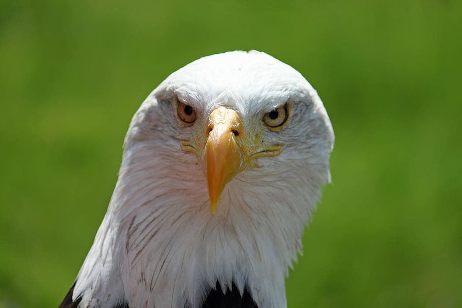 adler, aquila dalla coda bianca, bianca, bald-eagle, occhi, ritratto, uccello, uccello rapace, aquila - uccello, natura, animale, becco, aquila calva, Stati Uniti d'America, carnivoro, animali allo stato selvatico, avvicinamento, piuma, falco - uccello, maestoso, un animale, fauna selvatica, temi animali, vertebrato, parte del corpo animale, aquila, concentrarsi sulle conoscenze acquisite, nessuno, testa di animale, giorno, occhio animale, 4K