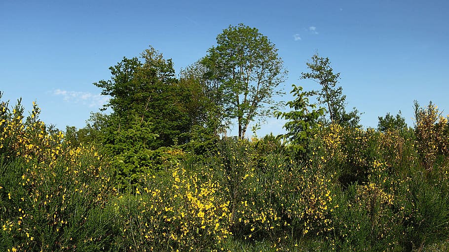 stromy, strom, krajina, pole, Příroda, nebe, modrý, vegetace, jedle, zelená, žlutá, rostlina, růst, nikdo, jídlo a pití, krása v přírodě, zelená barva, přistát, jídlo, mimoměstské scény, venku, scenics - příroda, klid, čisté nebe, ovoce, les, borovice, borové lesy, jehličnatého stromu, 5K