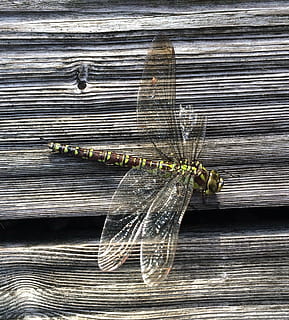 libellula, insetto, ala, invertebrato, avvicinamento, legno - materiale, animali allo stato selvatico, temi animali, fauna selvatica, animale, nessuno, un animale, giorno, all'aperto, direttamente sopra, artropodo, tavolo, fragilità, natura, zoologia, ragnatela, ragno, 1080P, CC0, dominio pubblico, privo di copyright