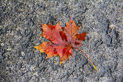humit, maple, fulla d'auró, vermell, taronja, colorit, naturalesa, full, caure, escriptori, flora, tardor, pis, Irlanda, octubre, part de la planta, primer pla, color taronja, canvi, dia, planta, cap gent, a l'aire lliure, vista d’angle alt, terra, arbre, bellesa a la natura, directament a sobre, sec, creixement, textura, fulles, condició natural, col·lecció de tardor, 2K, CC0, domini públic, lliure de regalies