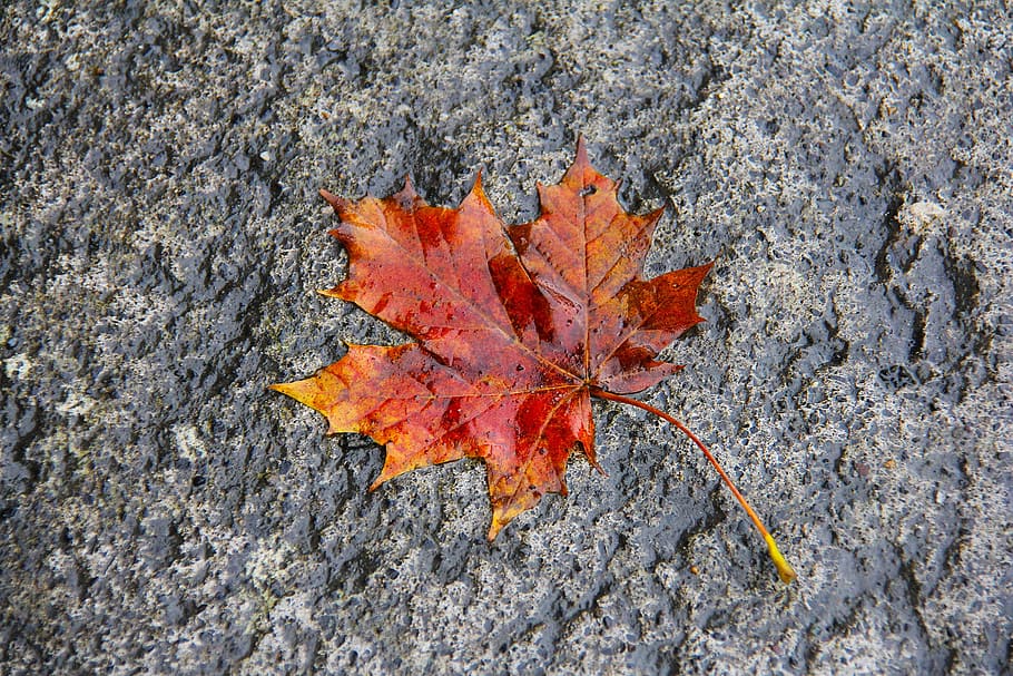 humit, maple, fulla d'auró, vermell, taronja, colorit, naturalesa, full, caure, escriptori, flora, tardor, pis, Irlanda, octubre, part de la planta, primer pla, color taronja, canvi, dia, planta, cap gent, a l'aire lliure, vista d’angle alt, terra, arbre, bellesa a la natura, directament a sobre, sec, creixement, textura, fulles, condició natural, col·lecció de tardor, 2K