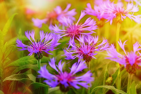 fiordaliso, astro, aster-like, compositi, collina di cyanus segetum, centaurea cyanus, zyane, Asteraceae, fiore, fiorire, fioritura, sfondo, pianta fiorita, pianta, freschezza, bellezza nella natura, fragilità, vulnerabilità, avvicinamento, crescita, petalo, testa di fiore, viola, infiorescenza, natura, messa a fuoco selettiva, nessuno, colore rosa, all'aperto, concentrarsi sulle conoscenze acquisite, giorno, primavera, letto di fiori, morbidezza, 5K, CC0, dominio pubblico, privo di copyright