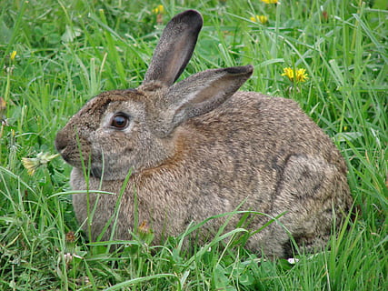 conill, llebre, animals, herba, dent de lleó, planta, un animal, mamífer, animal, temes d'animals, conill - animal, camp, fauna animal, terra, animals a la natura, vertebrats, naturalesa, color verd, dia, cap gent, creixement, animals domèstics, mascotes, a l'aire lliure, cap d’animals, herbívors, 1080P, CC0, domini públic, lliure de regalies