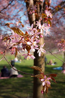 ciliegia, ciliegio, rosa, fiore, fioritura, natura, parco, parco dei ciliegi, Helsinki, dopo, primavera, infiorescenze, giardino, pianta, prunus sargentii, albero, pianta fiorita, crescita, bellezza nella natura, fragilità, freschezza, vulnerabilità, fiorire, concentrarsi sulle conoscenze acquisite, avvicinamento, ramo, giorno, nessuno, petalo, colore rosa, all'aperto, fiore di ciliegio, testa di fiore, polline, 2K, CC0, dominio pubblico, privo di copyright
