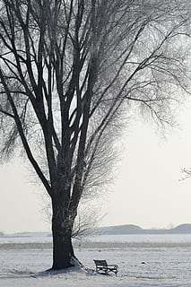 tree, winter, wintry, snow, snowy, landscape, nature, cold, frost, winter cold, mood, bank, rest, break, petrified, wide, big tree, park bench, resting place, silent, plant, water, beauty in nature, scenics - nature, tranquil scene, tranquility, sky, bare tree, land, branch, day, sea, no people, non-urban scene, outdoors, trunk, 5K, CC0, public domain, royalty free