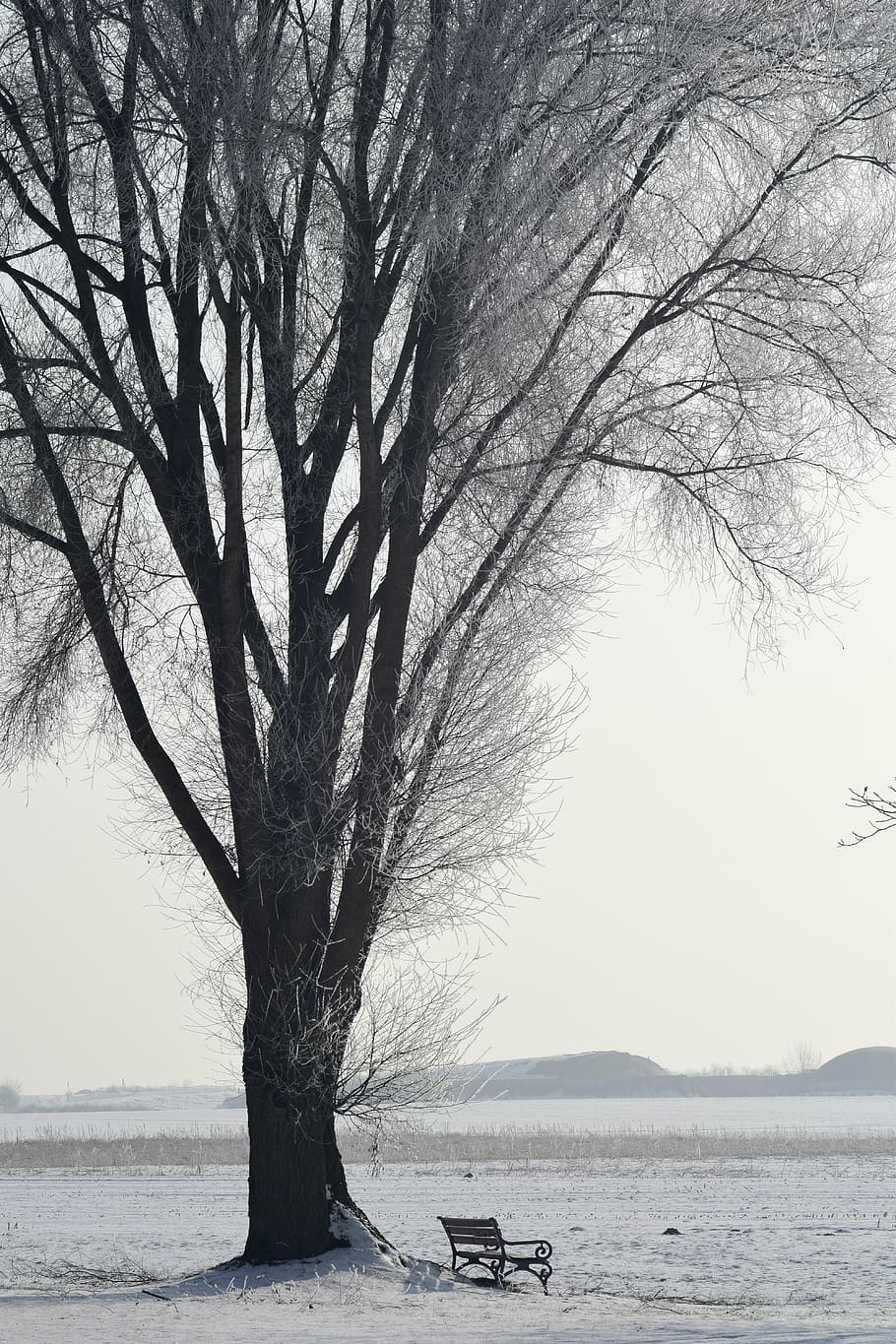 strom, zimní, sníh, zasněžený, krajina, Příroda, Studený, mráz, zimní zima, nálada, banka, odpočinek, přestávka, zkamenělý, široký, velký strom, Lavička v parku, odpočívadlo, tichý, rostlina, voda, krása v přírodě, scenics - příroda, klidné scény, klid, nebe, holý strom, přistát, větev, den, moře, nikdo, mimoměstské scény, venku, kufr, 5K