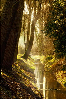 brun, grønn, trær, ved siden av, kropp, vannportrettfotografering, sidelys, sollys, bach, elv, skog, gylden, natur, høst, blader, høstfarger, klar, Frisch, lys, blad, farge, belyst, anlegg, vann, hvile, flate, Lukk, farvann, tre, skjønnhet i naturen, land, naturskjønnhet - natur, ingen folk, trestamme, stamme, bevegelse, foss, dag, rennende vann, ro, ikke-urbane scene, lang eksponering, utendørs, strømmer, regnskog, 4K, CC0, offentlig domene, opphavsrett gratis