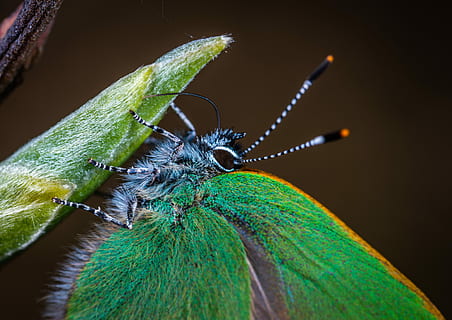 insecte, macro, lepidòpters, invertebrat, temes d'animals, animal, fauna animal, un animal, primer pla, color verd, animals a la natura, antena animal, ala dels animals, naturalesa, part del cos dels animals, cap gent, part de la planta, full, papallona - insecte, zoologia, centrar-se en primer pla, fons negre, cap d’animals, ull d’animals, 5K, CC0, domini públic, lliure de regalies