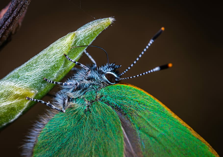 insecte, macro, lepidòpters, invertebrat, temes d'animals, animal, fauna animal, un animal, primer pla, color verd, animals a la natura, antena animal, ala dels animals, naturalesa, part del cos dels animals, cap gent, part de la planta, full, papallona - insecte, zoologia, centrar-se en primer pla, fons negre, cap d’animals, ull d’animals, 5K