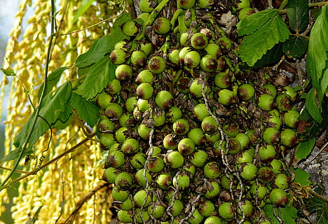 små kokosnøtter, coco, licuri, frukt, spise sunt, vekst, grønn farge, mat, mat og Drikke, anlegg, friskhet, blad, natur, plante del, dag, tre, ingen folk, skjønnhet i naturen, velvære, nærbilde, jordbruk, gjeng, utendørs, moden, vinlaging, 2K, CC0, offentlig domene, opphavsrett gratis